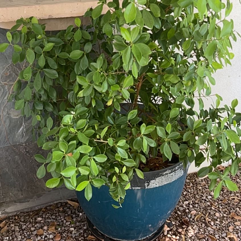 Photo of the plant species Double Apricot Hibiscus by @NaturalMatgrass named Hibiscus on Greg, the plant care app