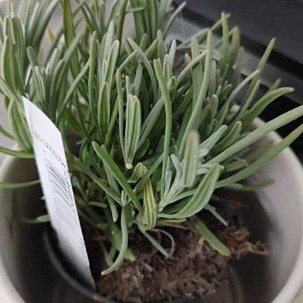 Photo of the plant species Lavandula 'Phenomenal' by @ExecStrandsedge named Muhammad Ali on Greg, the plant care app