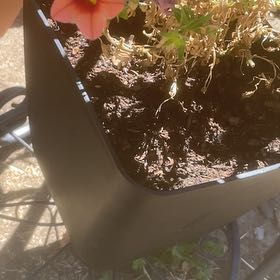 Photo of the plant species MiniFamous® Neo Double OrangeTastic Calibrachoa by @CozyLavaranos named Dax on Greg, the plant care app