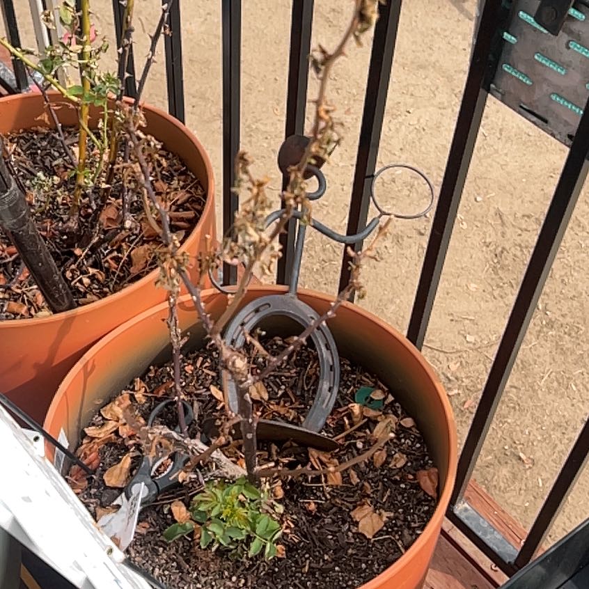 Photo of the plant species monrovia carpet rose by @KeenPepper28 named Tolkien on Greg, the plant care app