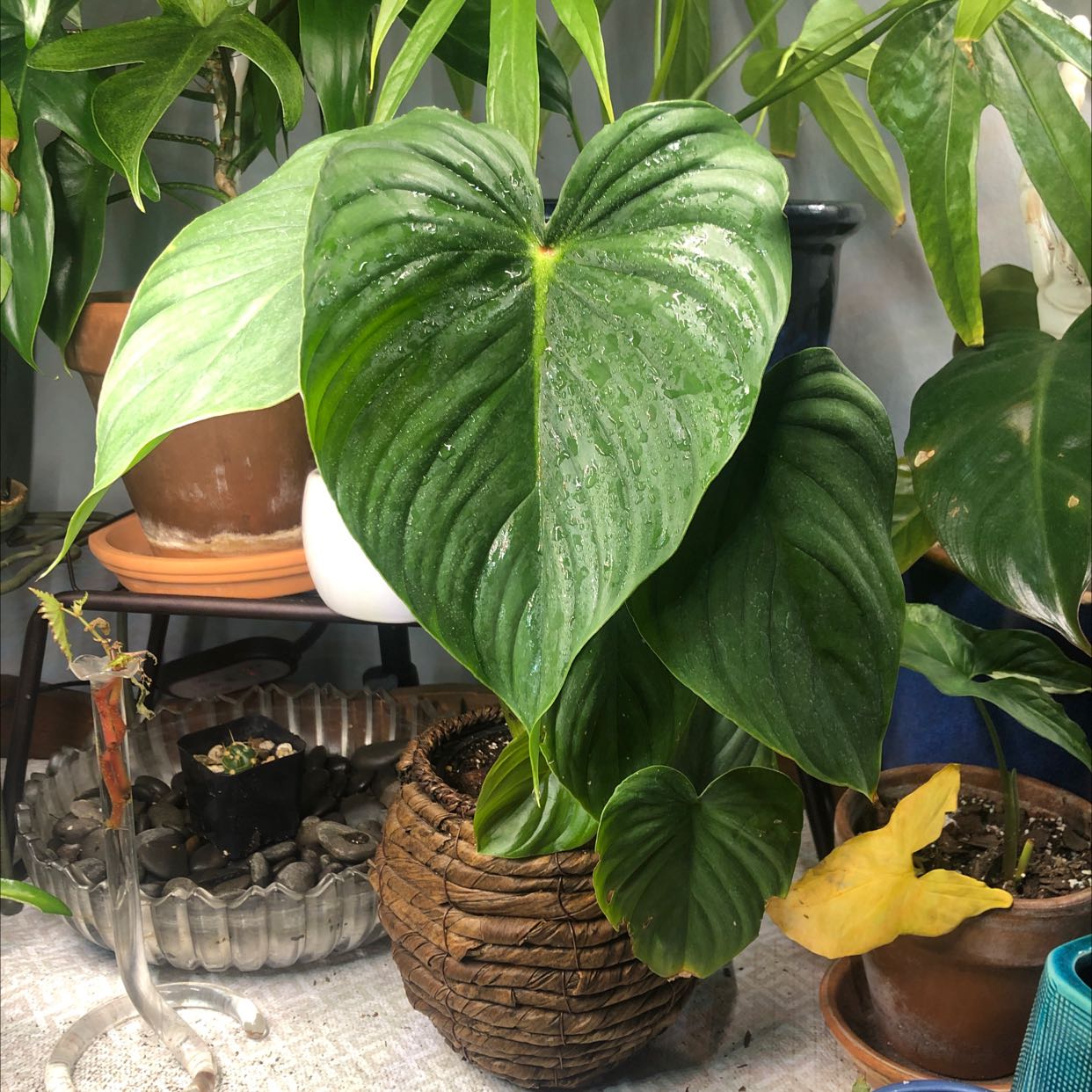 Philodendron plowmanii plant with large green leaves and some yellowing on a smaller leaf, potted in a woven basket.