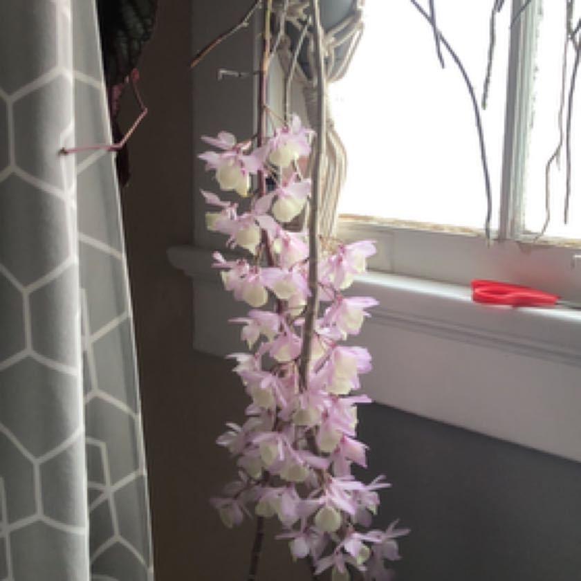 Photo of the plant species Hooded Orchid by @Kshibes31 named Hooded Hippie on Greg, the plant care app