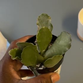 Photo of the plant species Adromischus undulatus by @RichYuzu30 named LiloStitch on Greg, the plant care app