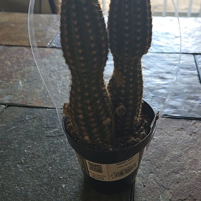 Photo of the plant species Echinopsis 'Marte' by @HappyTerranium named Rihanna on Greg, the plant care app