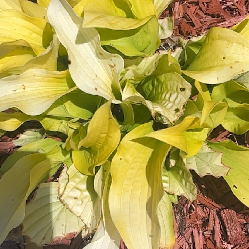 Photo of the plant species Siebold's Plantain Lily by @KeyRedfir85 named Stella on Greg, the plant care app