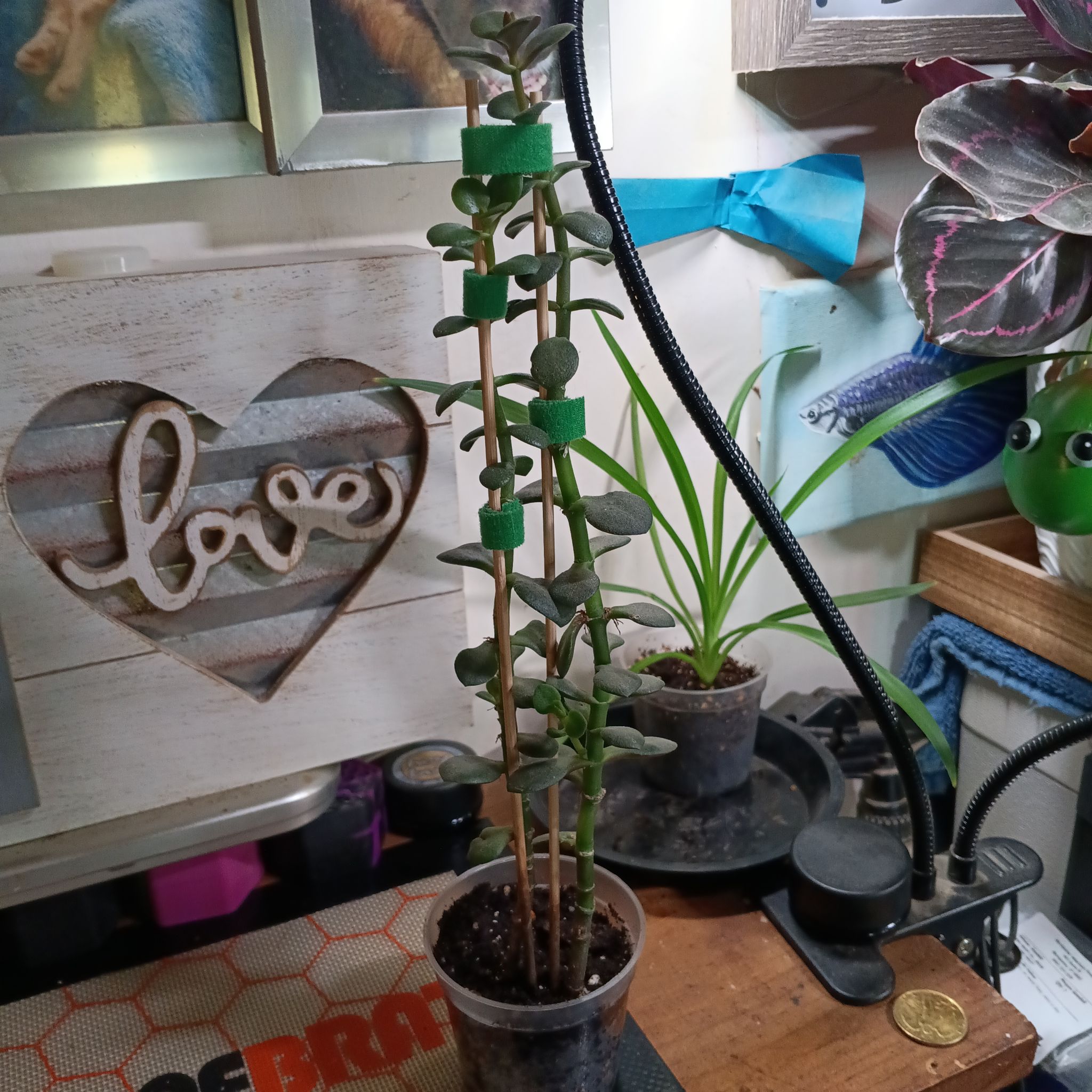 Photo of the plant species Red Jade Plant by @MeganGoodell named Aria on Greg, the plant care app