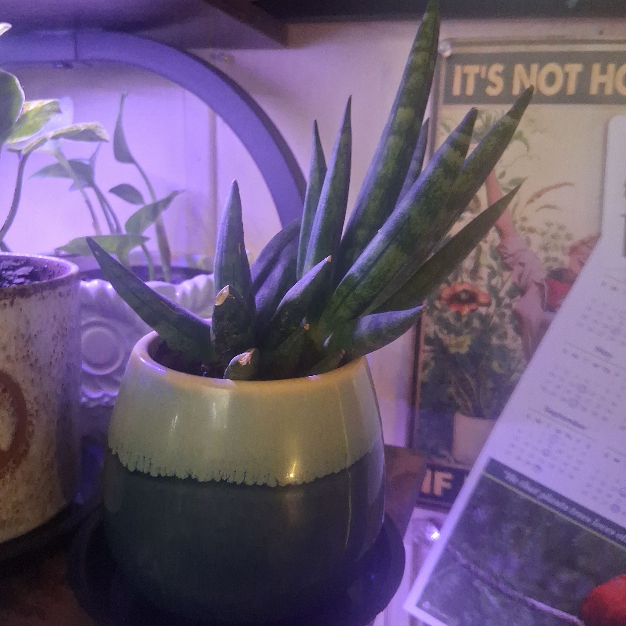 Photo of the plant species Sansevieria cylindrica 'Mohawk' by @MeganGoodell named Baesil on Greg, the plant care app