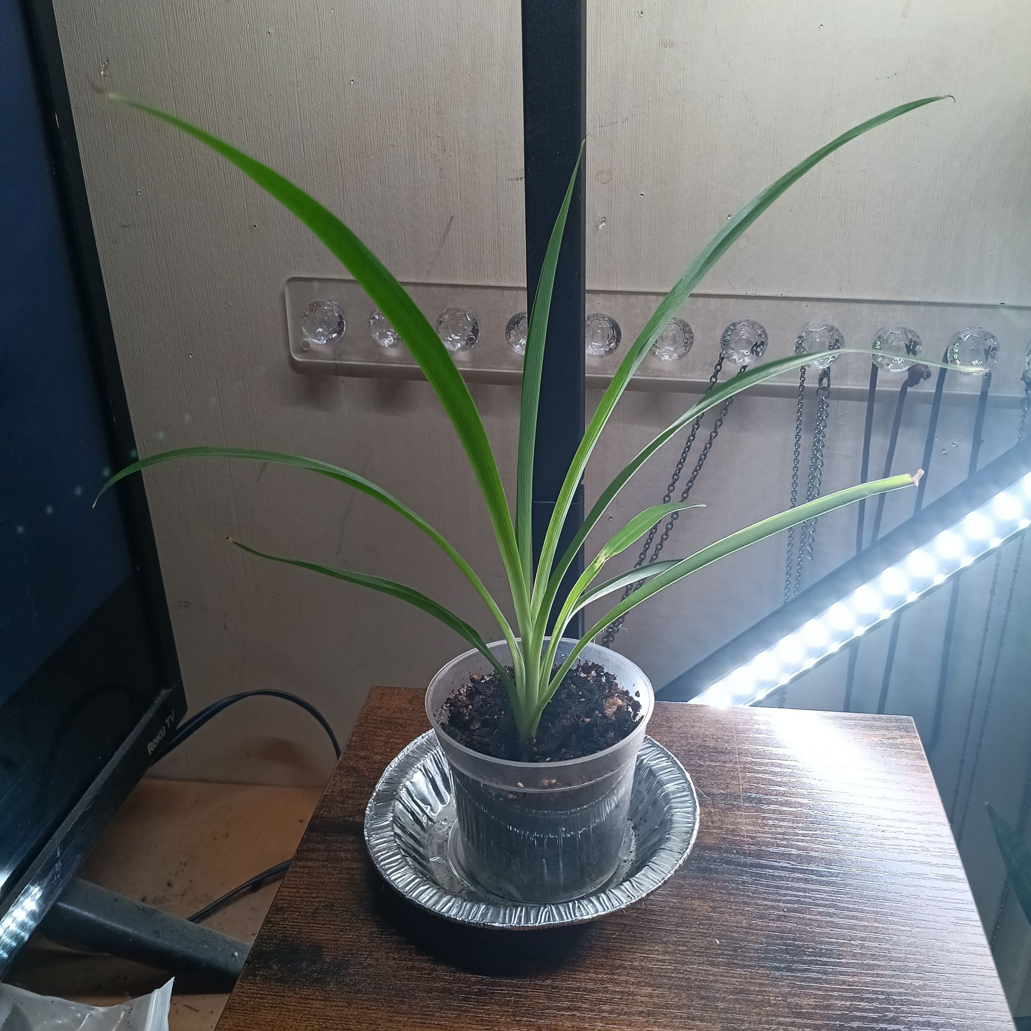 Photo of the plant species Green Spider Plant by @MeganGoodell named Marley on Greg, the plant care app