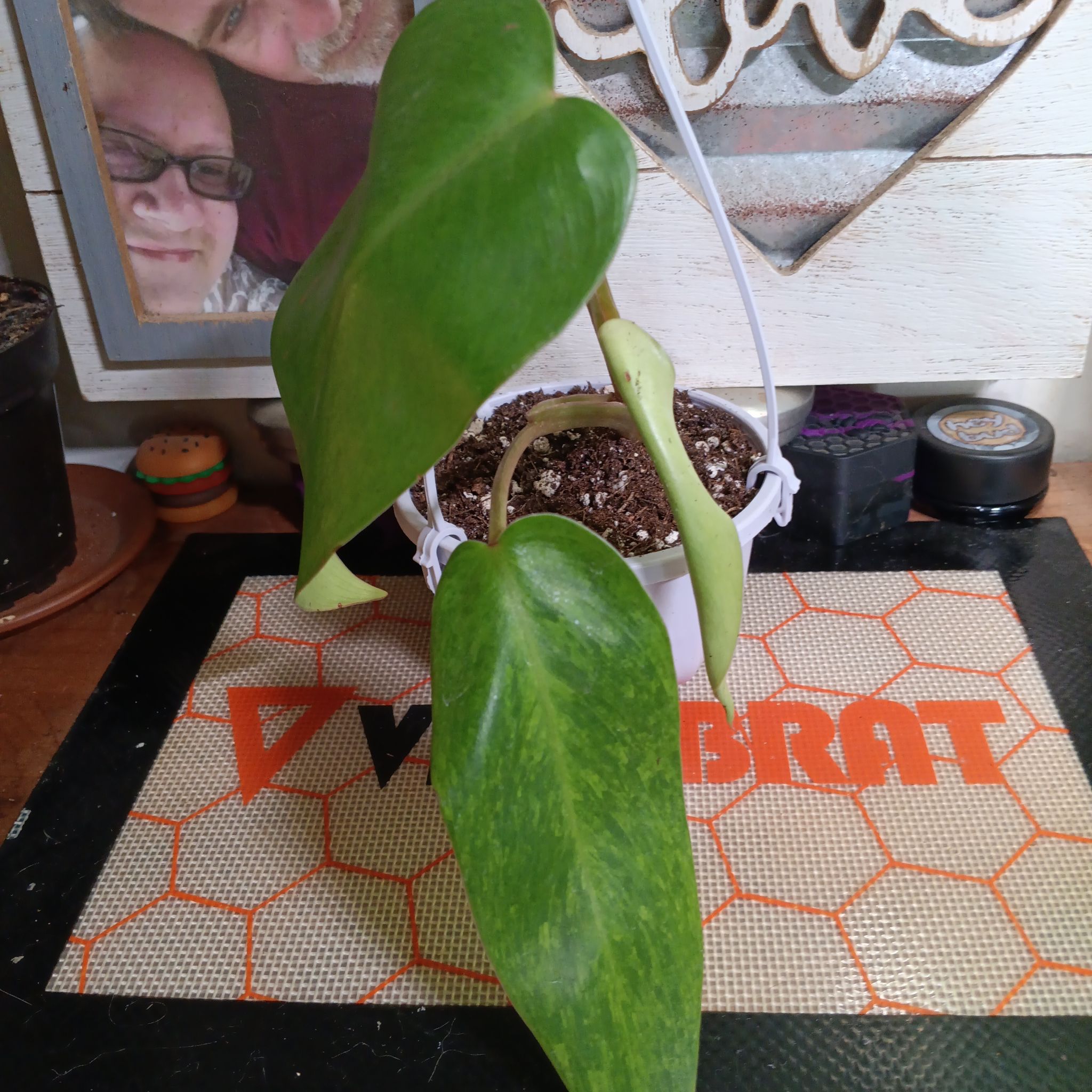 Photo of the plant species Philodendron Painted Lady by @MeganGoodell named Marilyn Mongrow on Greg, the plant care app