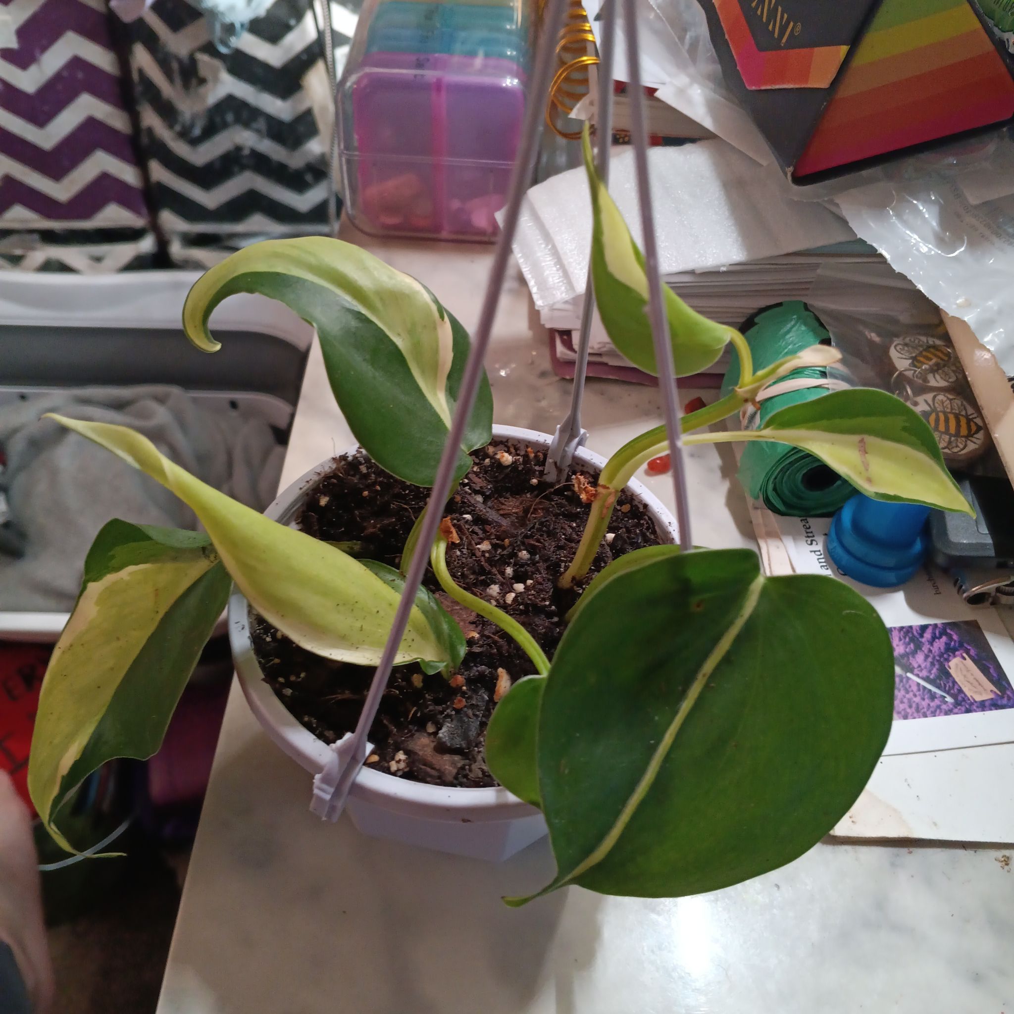 Photo of the plant species Philodendron cream splash by @MeganGoodell named Bigleef Smalls on Greg, the plant care app