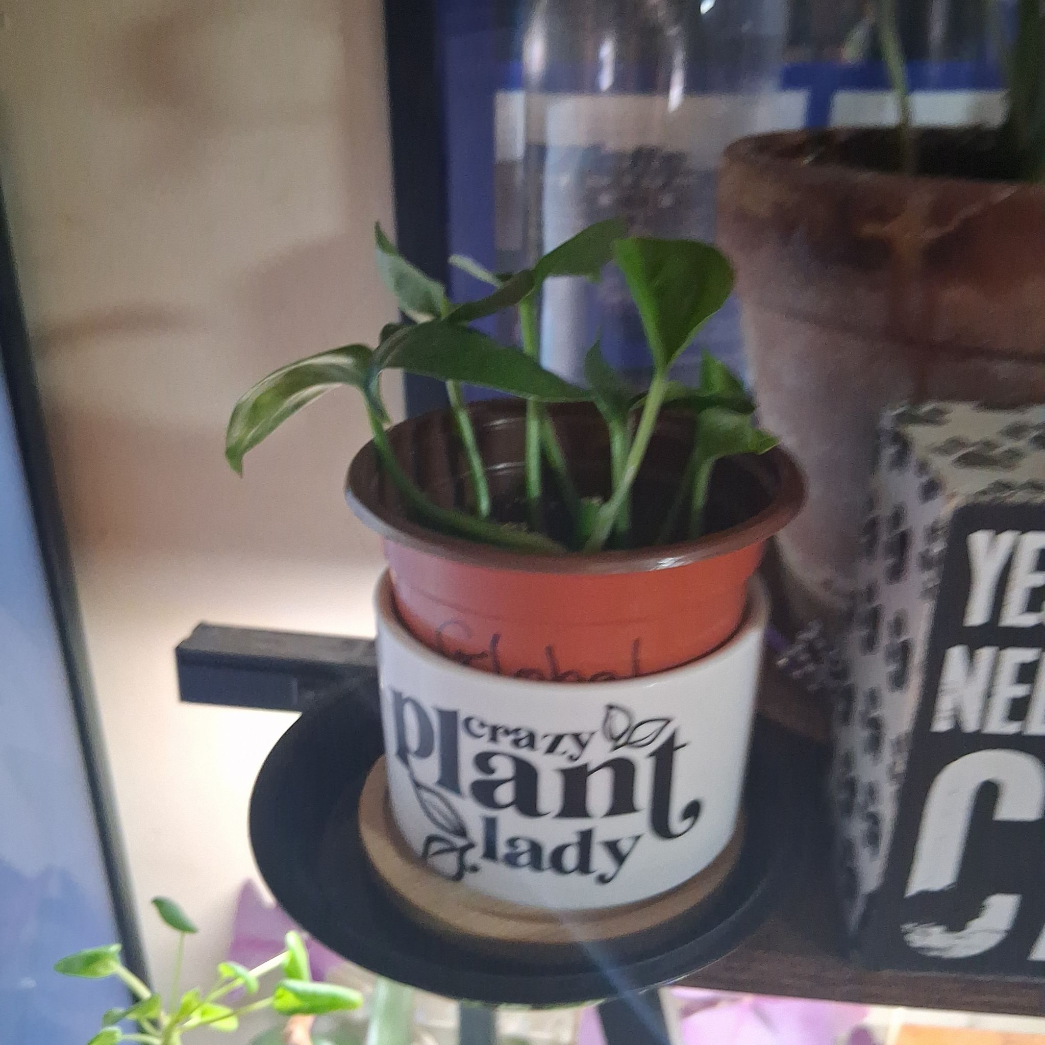 Photo of the plant species Global Green Pothos by @MeganGoodell named Stella on Greg, the plant care app