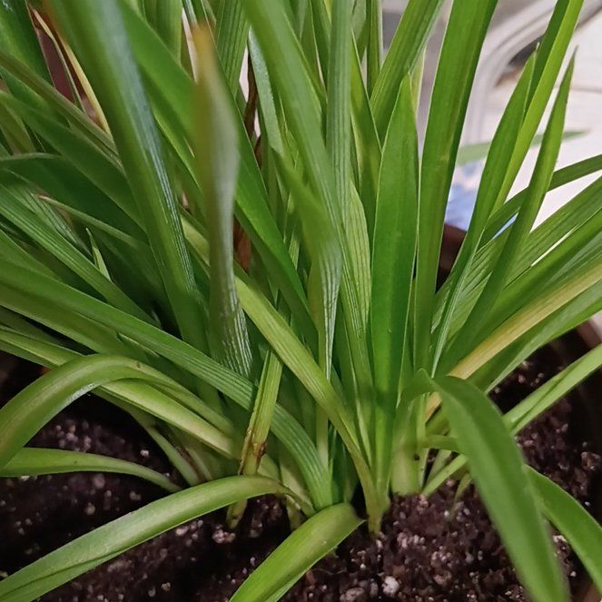 Photo of the plant species Green Spider Plant by @MeganGoodell named Willow on Greg, the plant care app