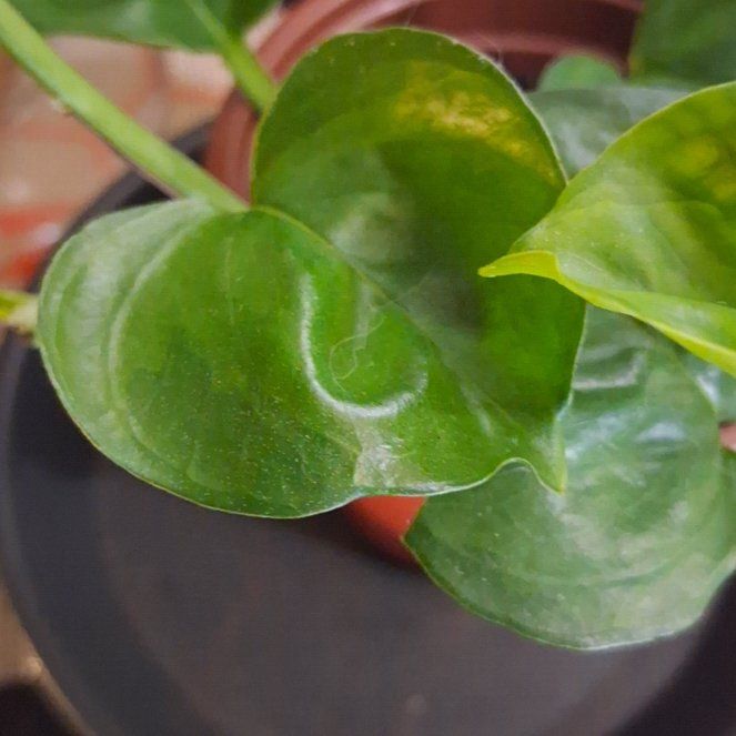 Photo of the plant species Global Green Pothos by @MeganGoodell named Leaf Erickson on Greg, the plant care app