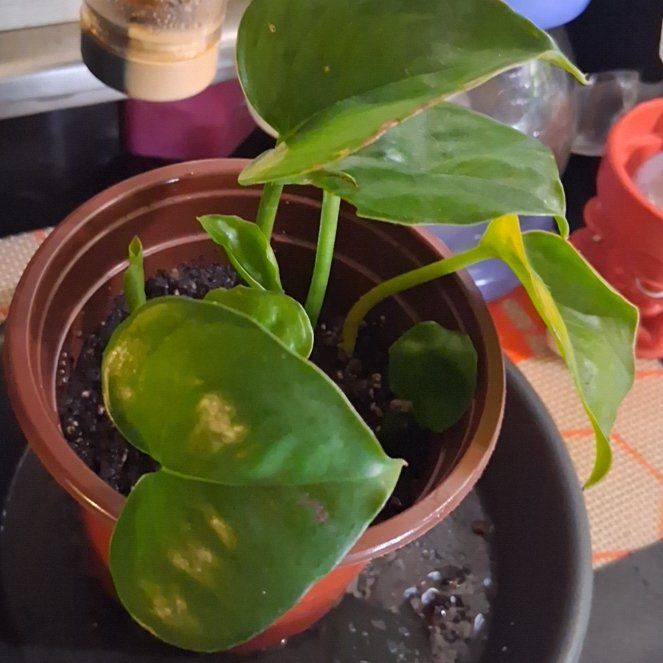 Photo of the plant species Global Green Pothos by @MeganGoodell named Ulysses S Plant on Greg, the plant care app