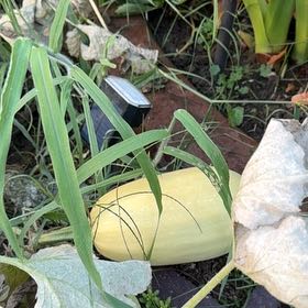 Photo of the plant species Squash by @KeyAlpineclover named Spaghetti squash on Greg, the plant care app