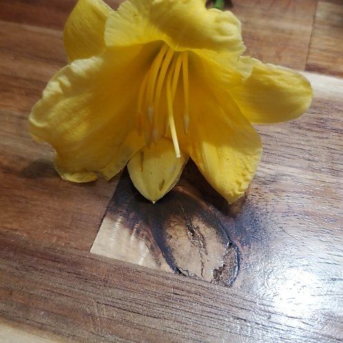 Photo of the plant species Glacier Lily by @WarmLousewort named Shakira on Greg, the plant care app