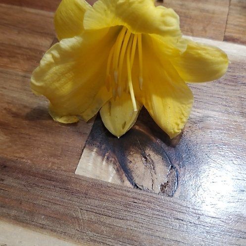 Photo of the plant species Glacier Lily by @WarmLousewort named Nithin on Greg, the plant care app
