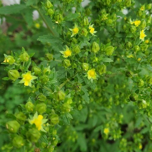 Photo of the plant species Norwegian Cinquefoil by @WarmLousewort named Denali on Greg, the plant care app