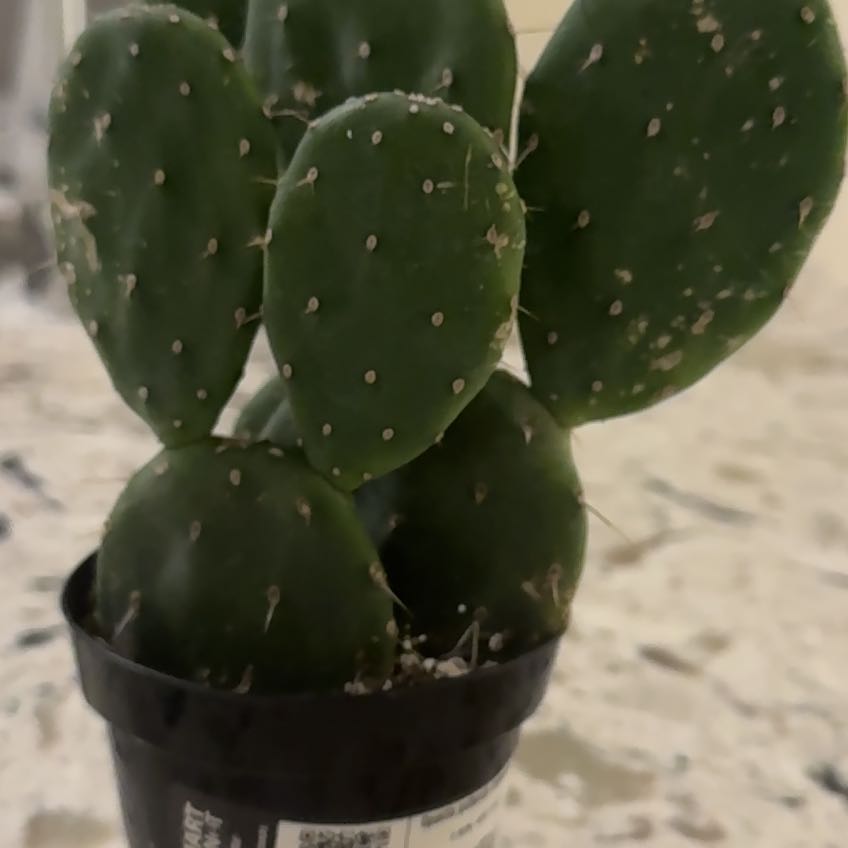Photo of the plant species Red Buttomn Cactus by @CuddlyMedeola named Emerson on Greg, the plant care app