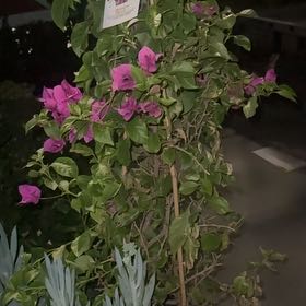 Photo of the plant species Bougainvillea x buttiana by @FunBrackenfern named Bougainvillea on Greg, the plant care app