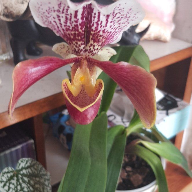 Photo of the plant species Slipper Orchid by @PoshTropical named Coco on Greg, the plant care app
