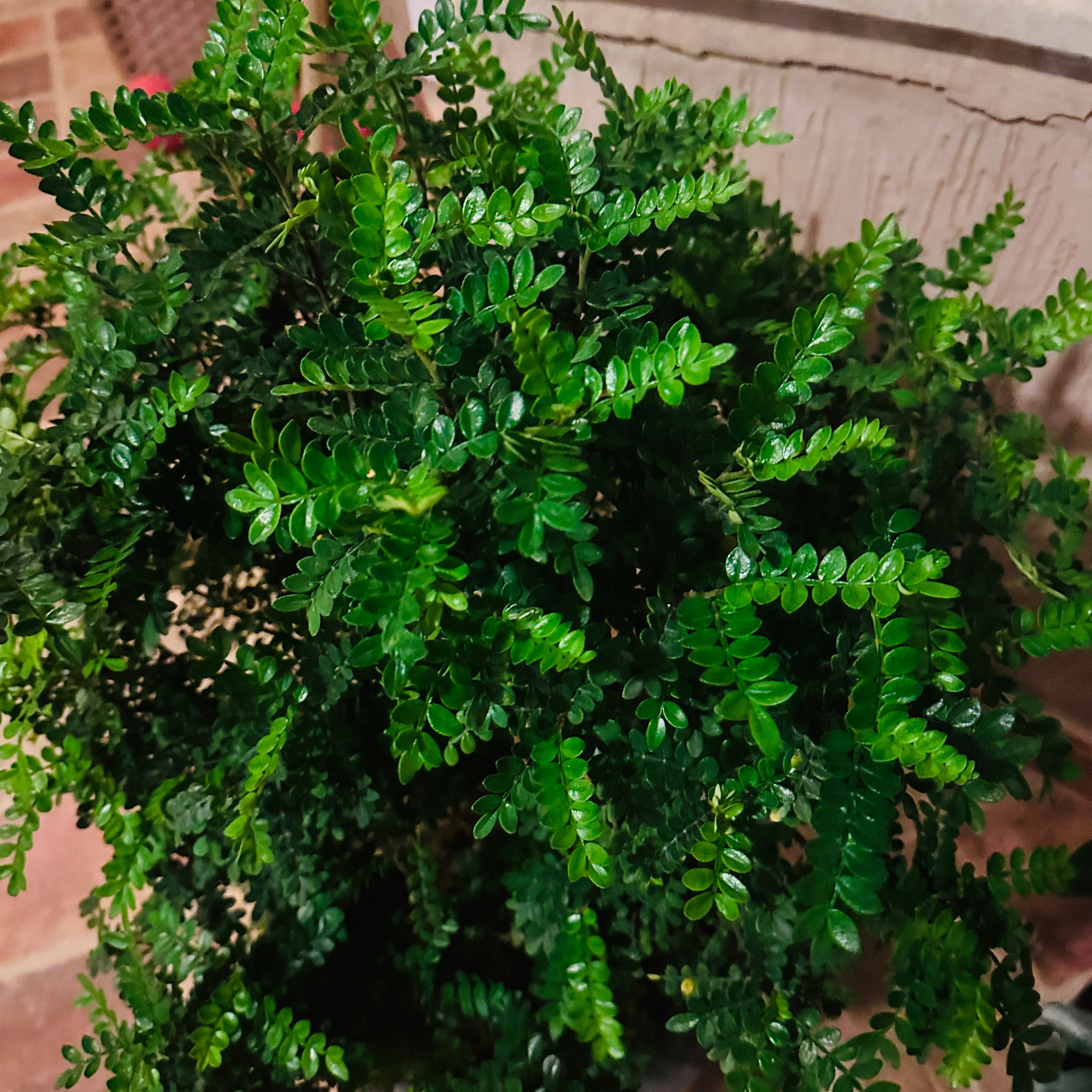 Photo of the plant species Pistacia weinmannifolia by @EagerEncina76 named Delilah on Greg, the plant care app