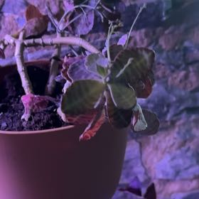 Photo of the plant species Kalanchoe 'Desert Surprise' by @PluckyMonstera named Huckleberry Fern on Greg, the plant care app