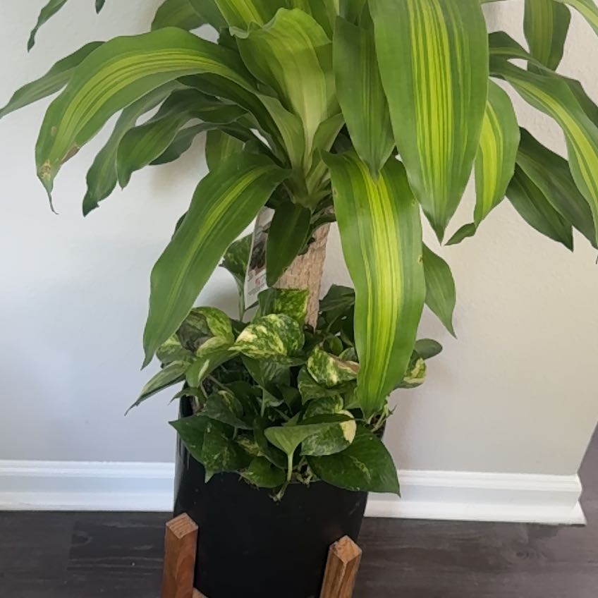 Photo of the plant species Foilage Plant by @ZestCrownvetch named Sir Plancelot on Greg, the plant care app