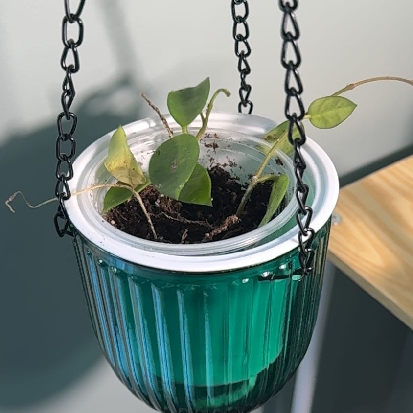 Photo of the plant species Formosan Creeping Fig by @Tashaclk named McKinley on Greg, the plant care app