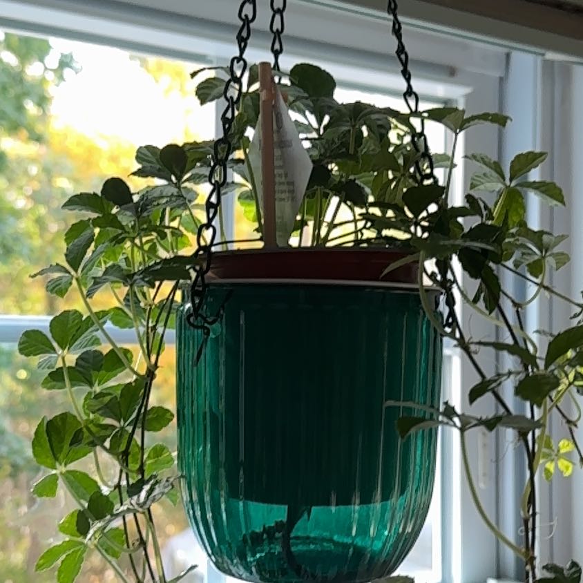 Photo of the plant species Sugarvine by @Tashaclk named Plato on Greg, the plant care app