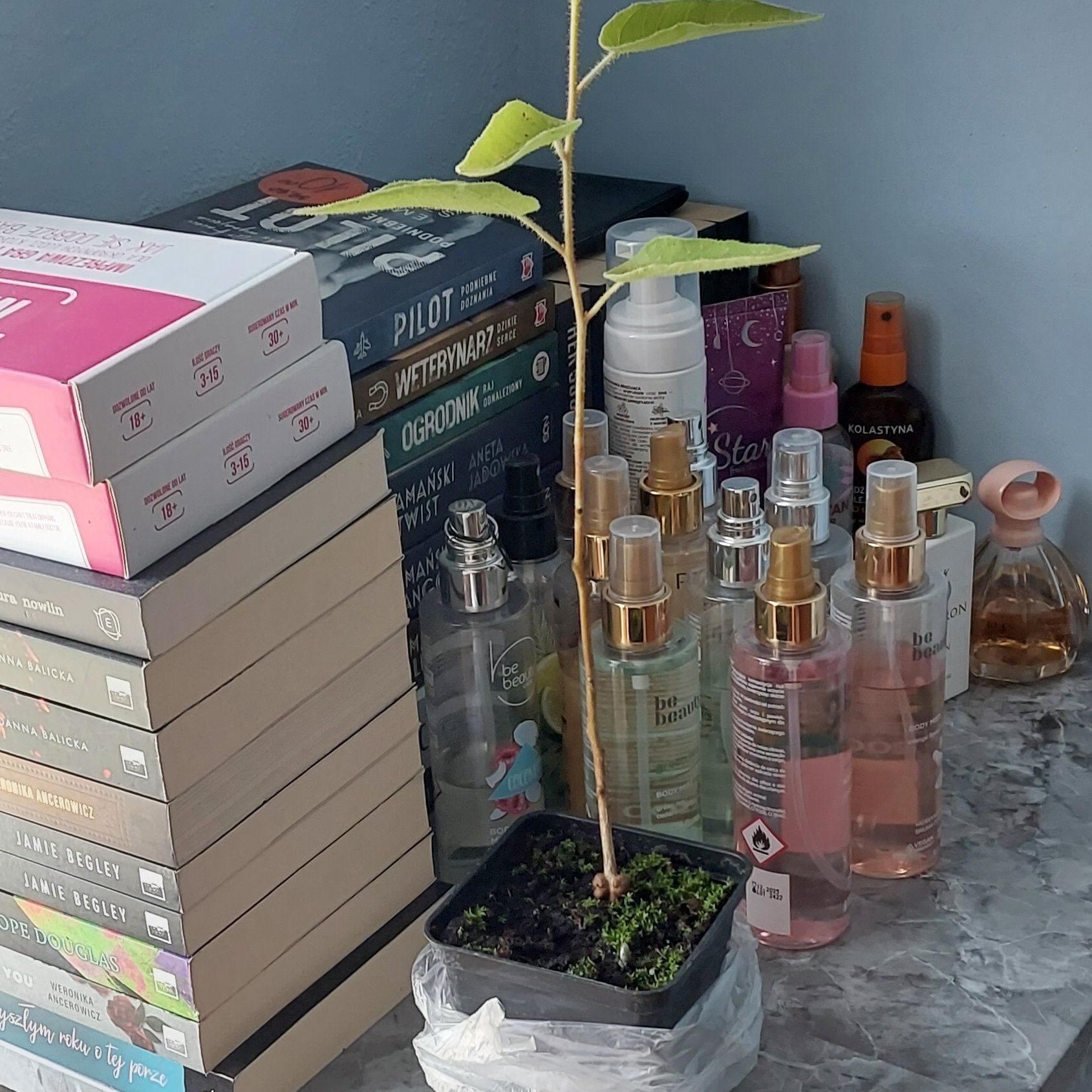 Photo of the plant species Eucalyptus Lemon Bush by @FestiveChinotto named Athena on Greg, the plant care app