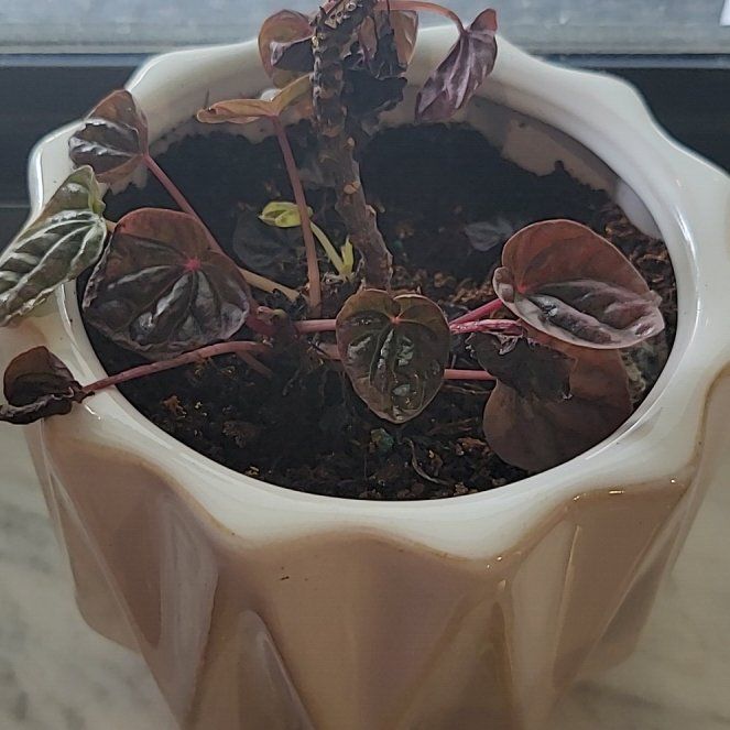 Photo of the plant species Schumi Red Peperomia by @LovelySagopalm named Rebecca on Greg, the plant care app