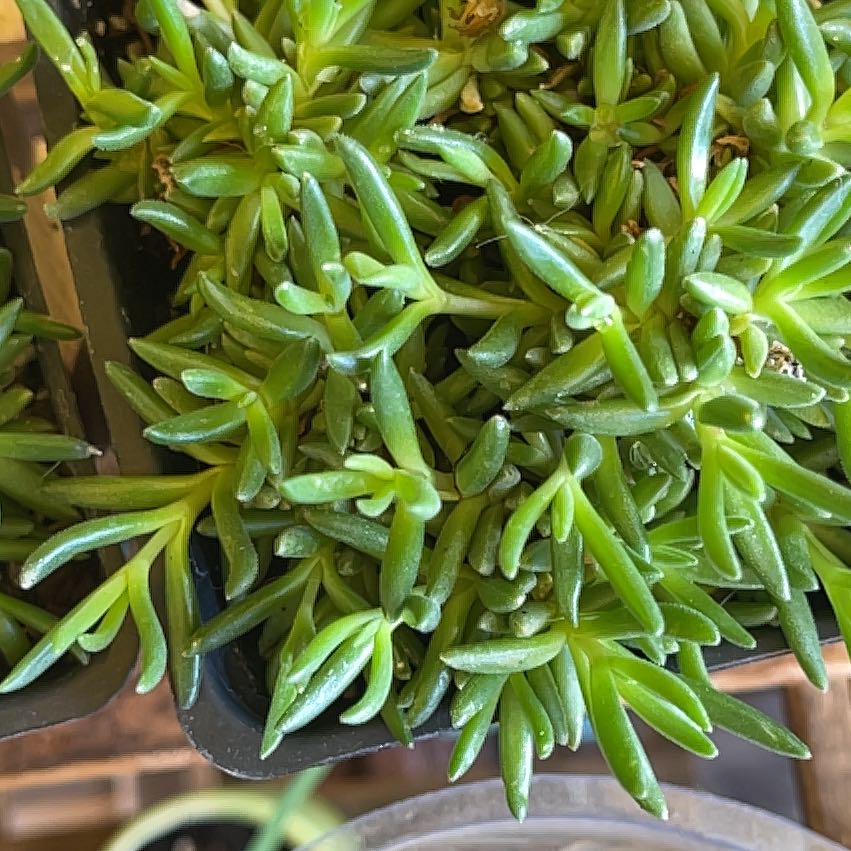 Photo of the plant species Jewel of Desert Rosequartz Ice Plant by @HomelyOregano named Peter Parker on Greg, the plant care app