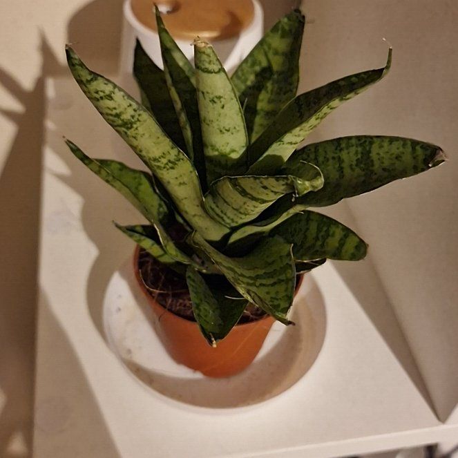 Photo of the plant species Tough Lady by @Diamondgem13 named Terra on Greg, the plant care app