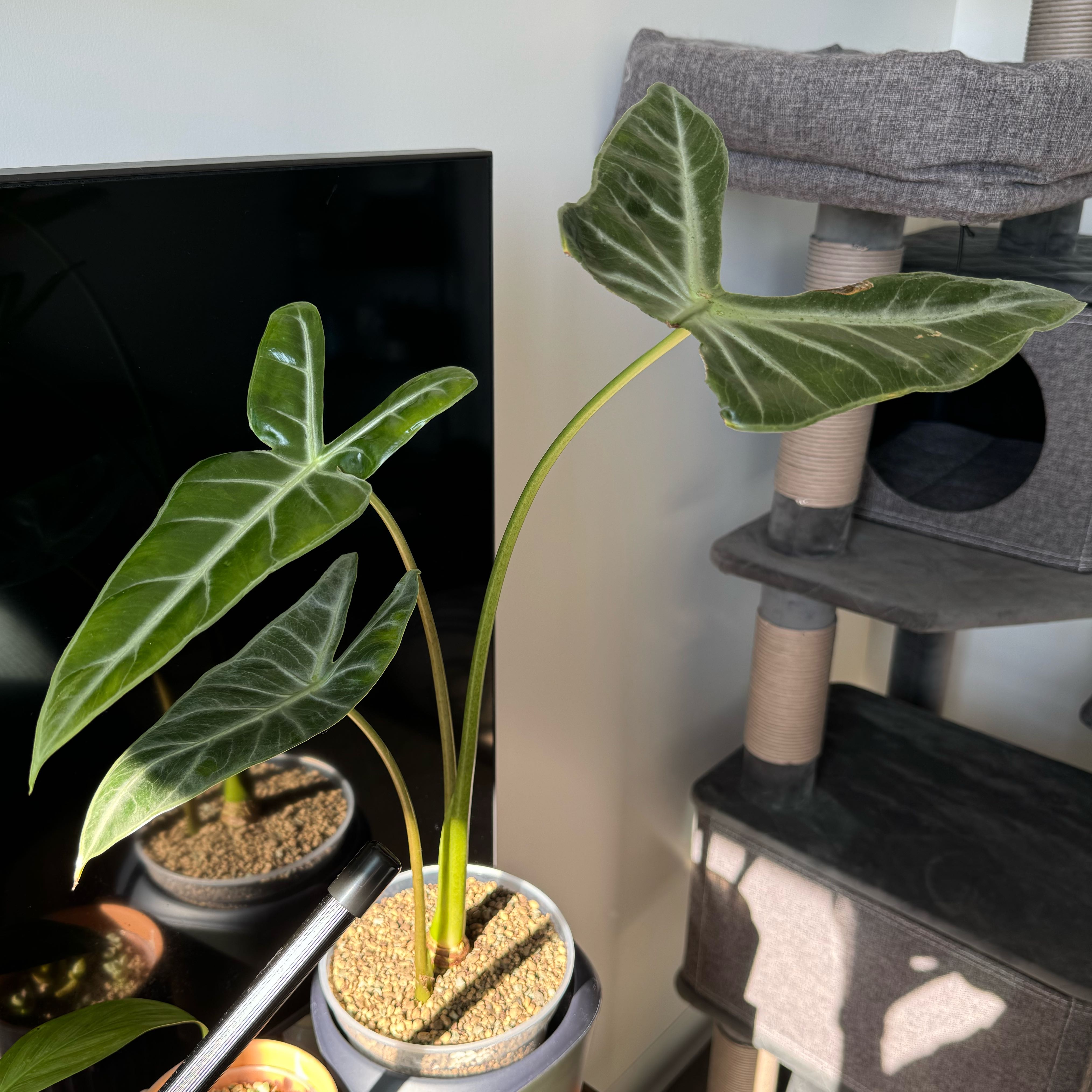 Photo of the plant species Alocasia longiloba 'Dragon's Tooth' by @mrod9 named Logan on Greg, the plant care app
