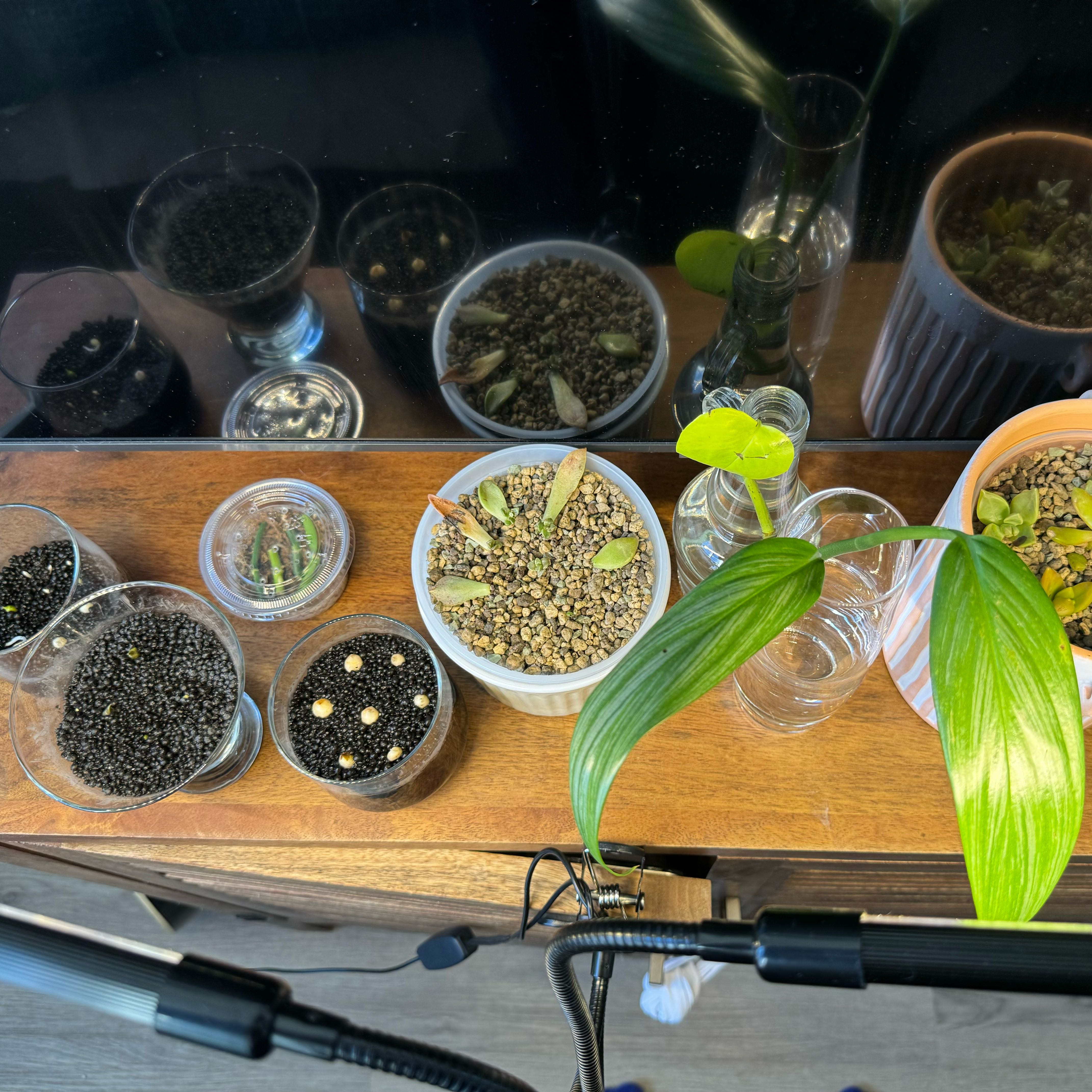 Plant care for Crassula on Greg, the plant care app