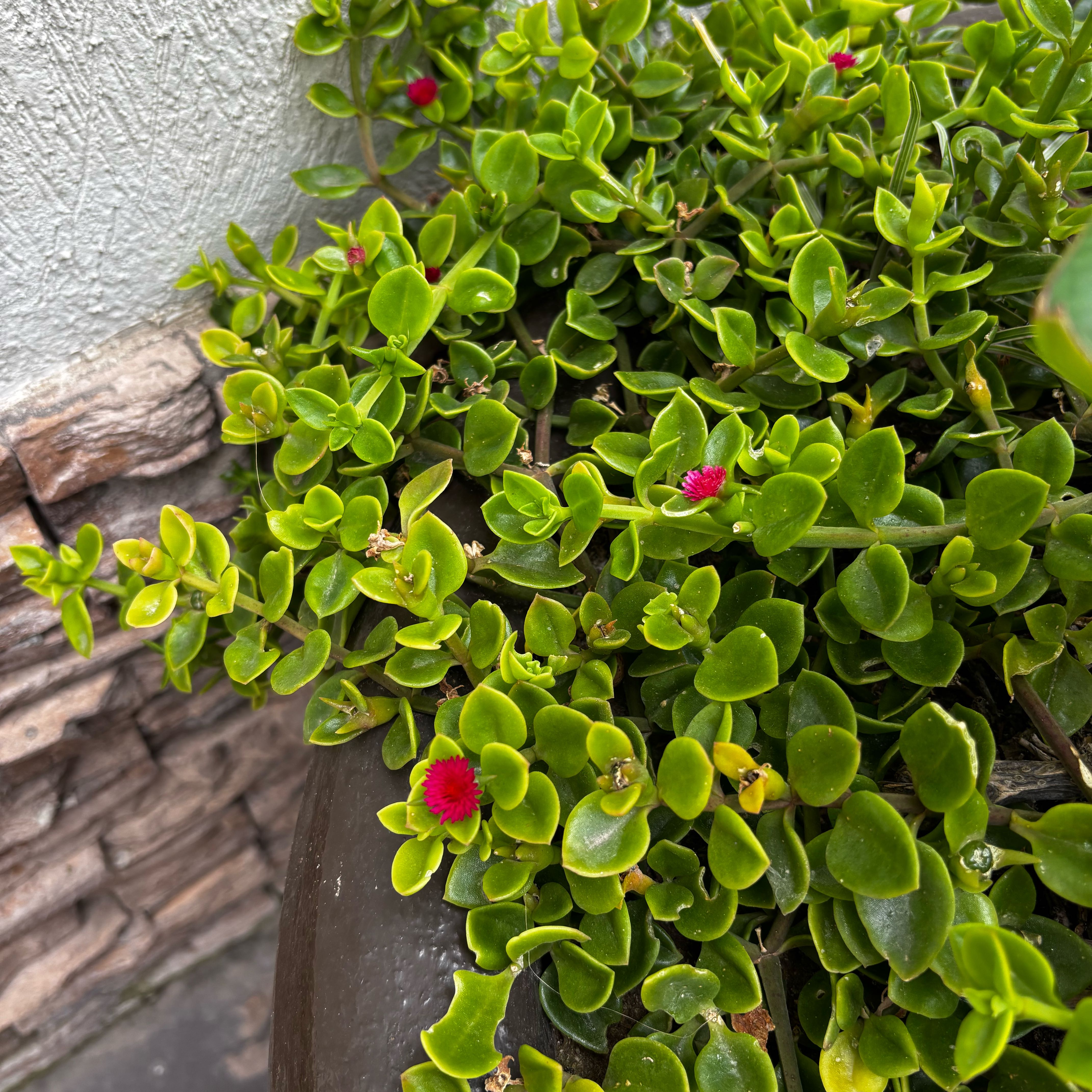 Photo of the plant species Rockspray Cotoneaster by @DollNjoypothos named Rocky on Greg, the plant care app