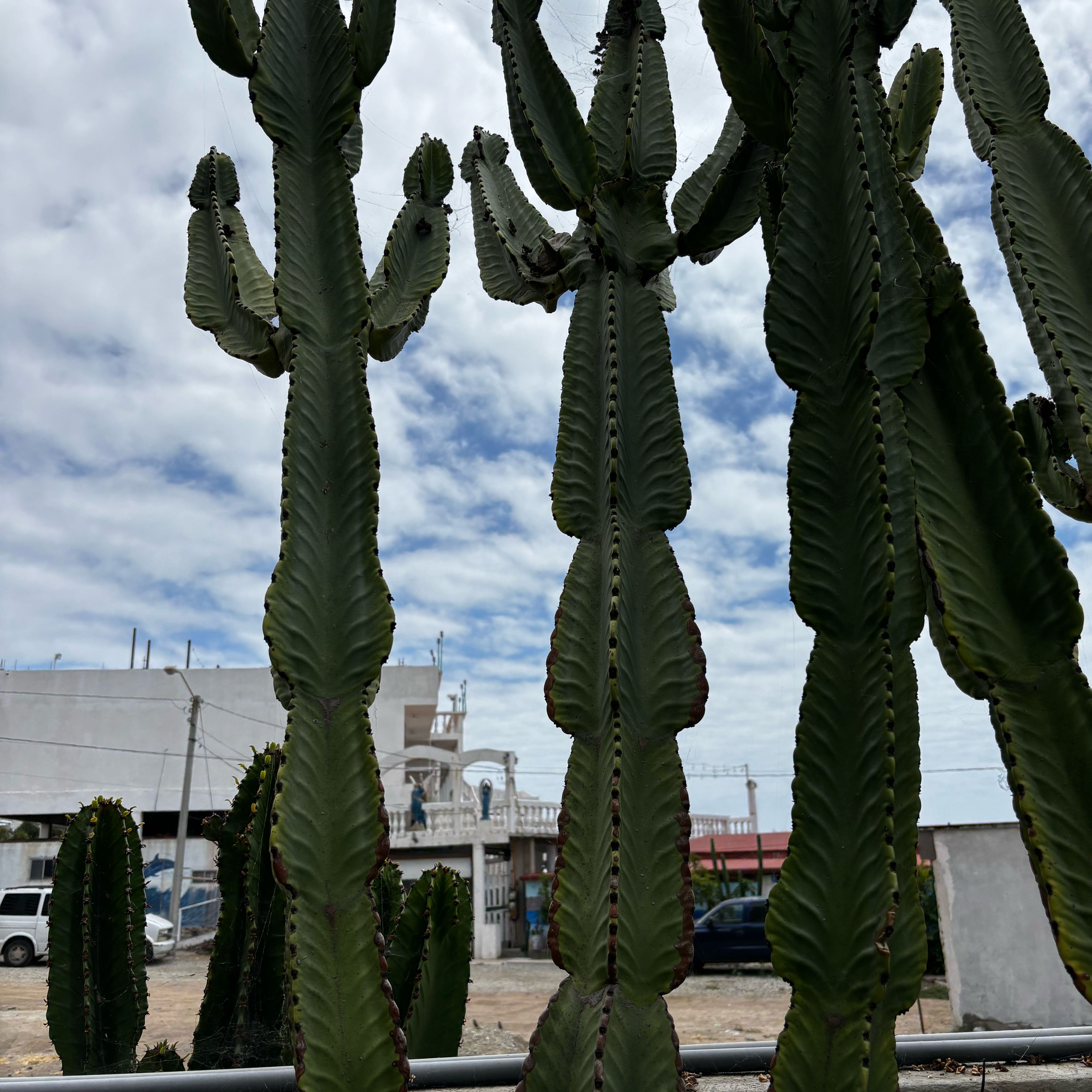 Photo of the plant species Giant African Candelabra Tree by @DollNjoypothos named Leaf Erickson on Greg, the plant care app