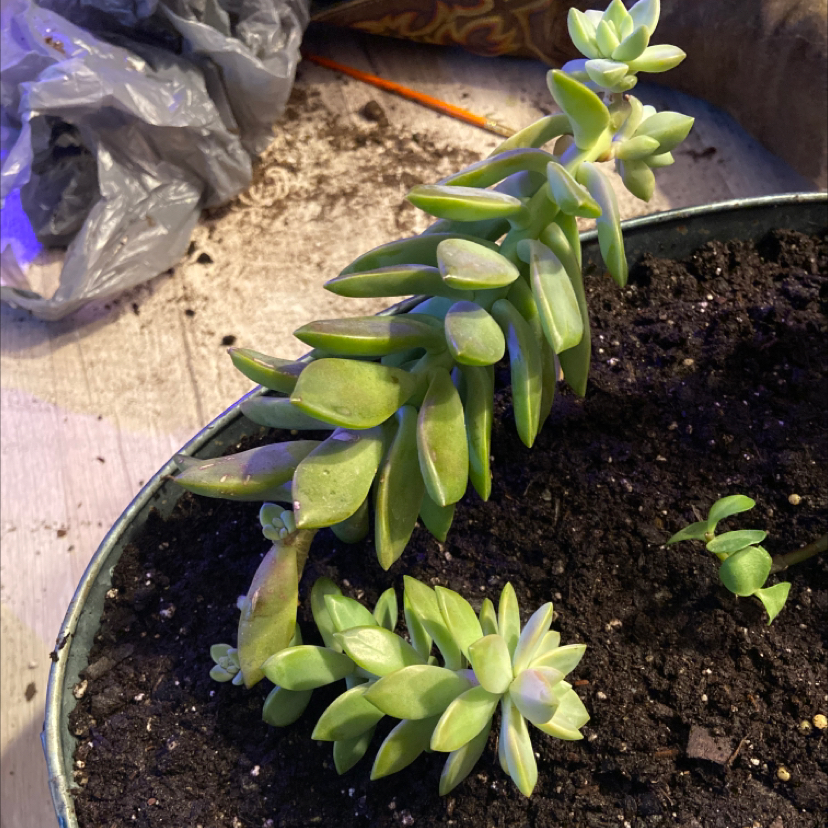 Photo of the plant species Sedum adolphi 'Golden Glow' by @CallMeKorie named Beocca✝️ on Greg, the plant care app