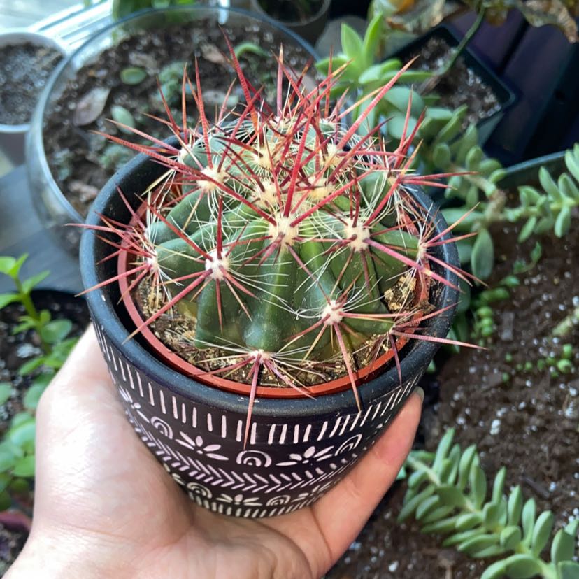 Devil's Tongue Barrel Cactus in a decorative pot held by a hand.