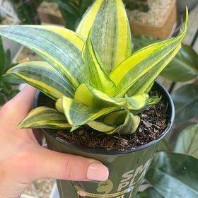 Photo of the plant species Fire Lily by @MerryBostonfern named Gomez on Greg, the plant care app