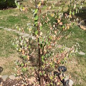 Photo of the plant species Katsura by @HeroicPuka named LiloStitch on Greg, the plant care app