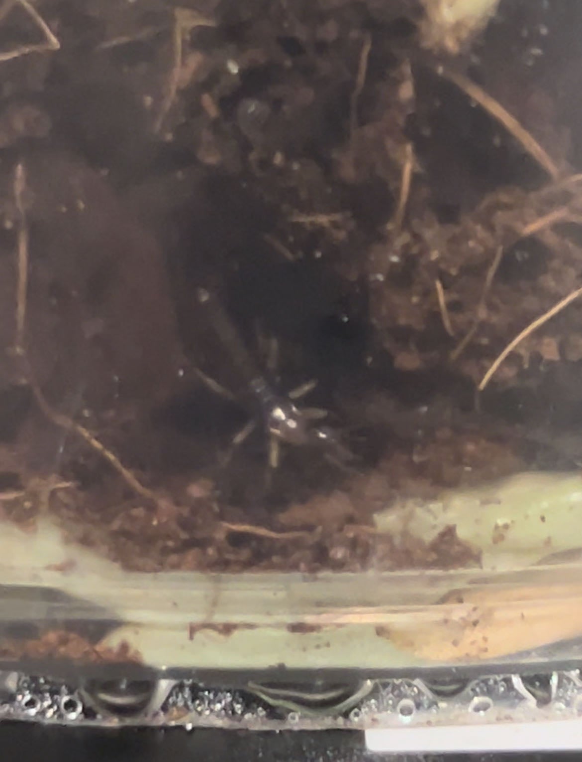 🌸 4 Factors Affecting Bellina Orchid Flowering