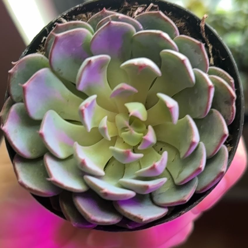 Photo of the plant species Echeveria 'Happy™' by @LightOrangelily named Plato on Greg, the plant care app