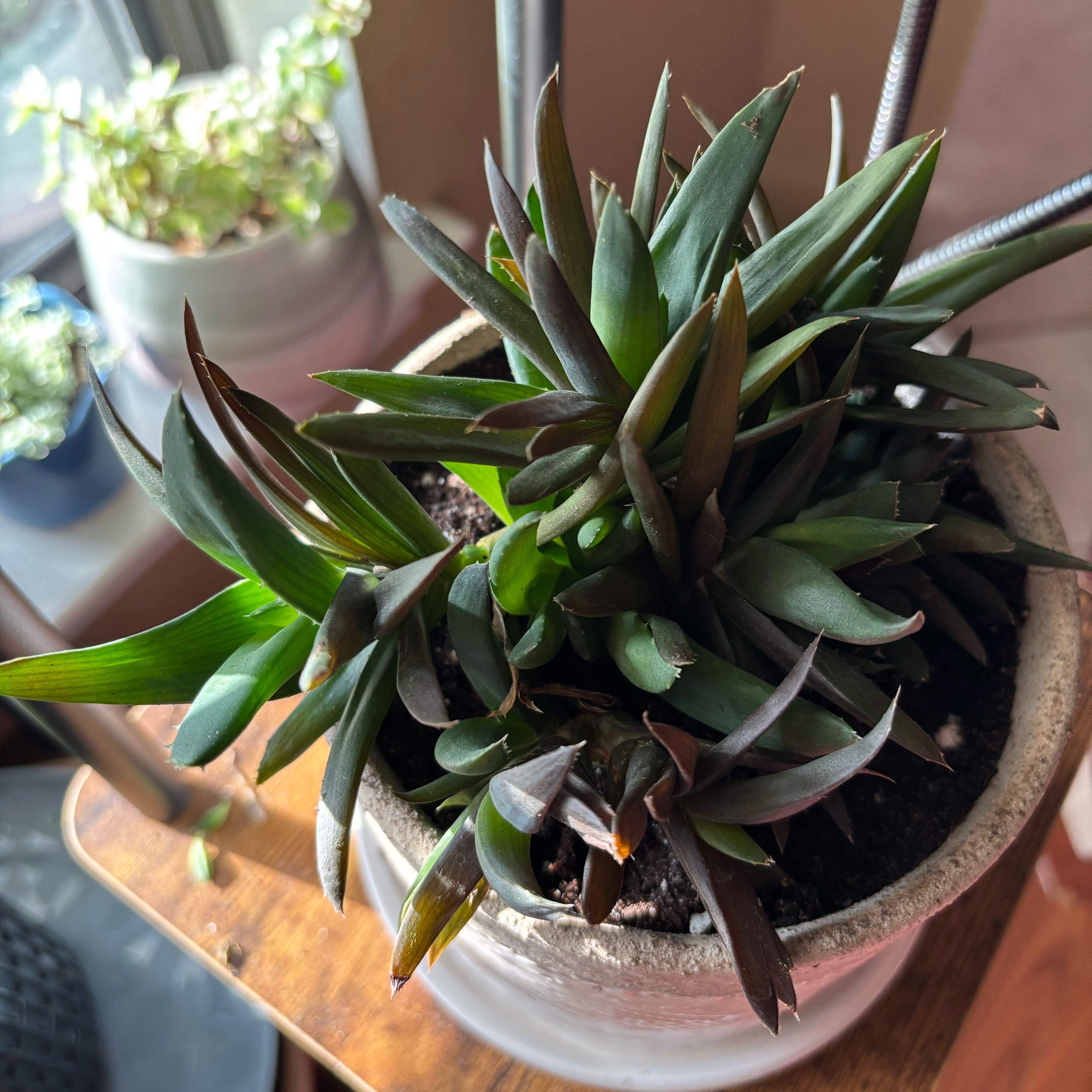 Photo of the plant species Walmsley's Blue by @LightOrangelily named Sproutacus on Greg, the plant care app