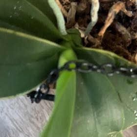 Photo of the plant species Yellow Clintonia by @ChicApiastrum named Planty on Greg, the plant care app