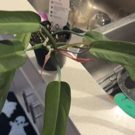 Photo of the plant species Philodendron bicolor by @Philofanatic named Light skin on Greg, the plant care app