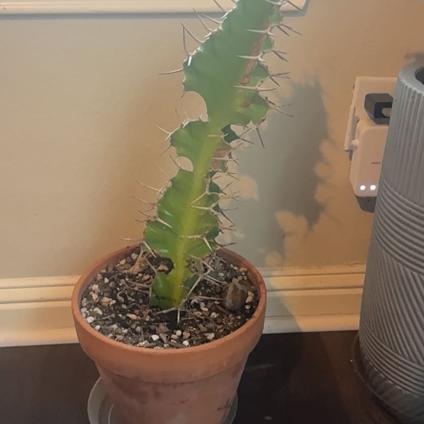 Photo of the plant species Cow's Horn Plant by @GunsUpNation named Michelle Branch on Greg, the plant care app