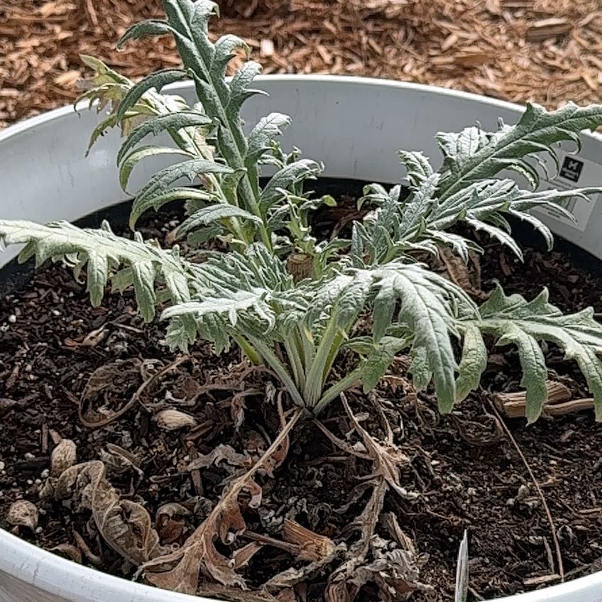 Photo of the plant species Globe Artichoke by @BigVandafalcata named Madonna on Greg, the plant care app