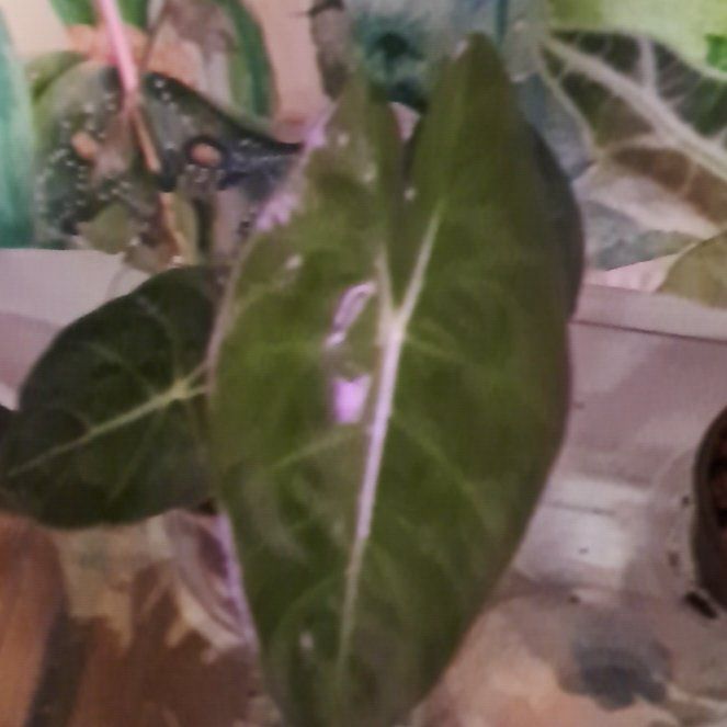 Photo of the plant species african mask by @yellowmoonlight named Robert Plant on Greg, the plant care app